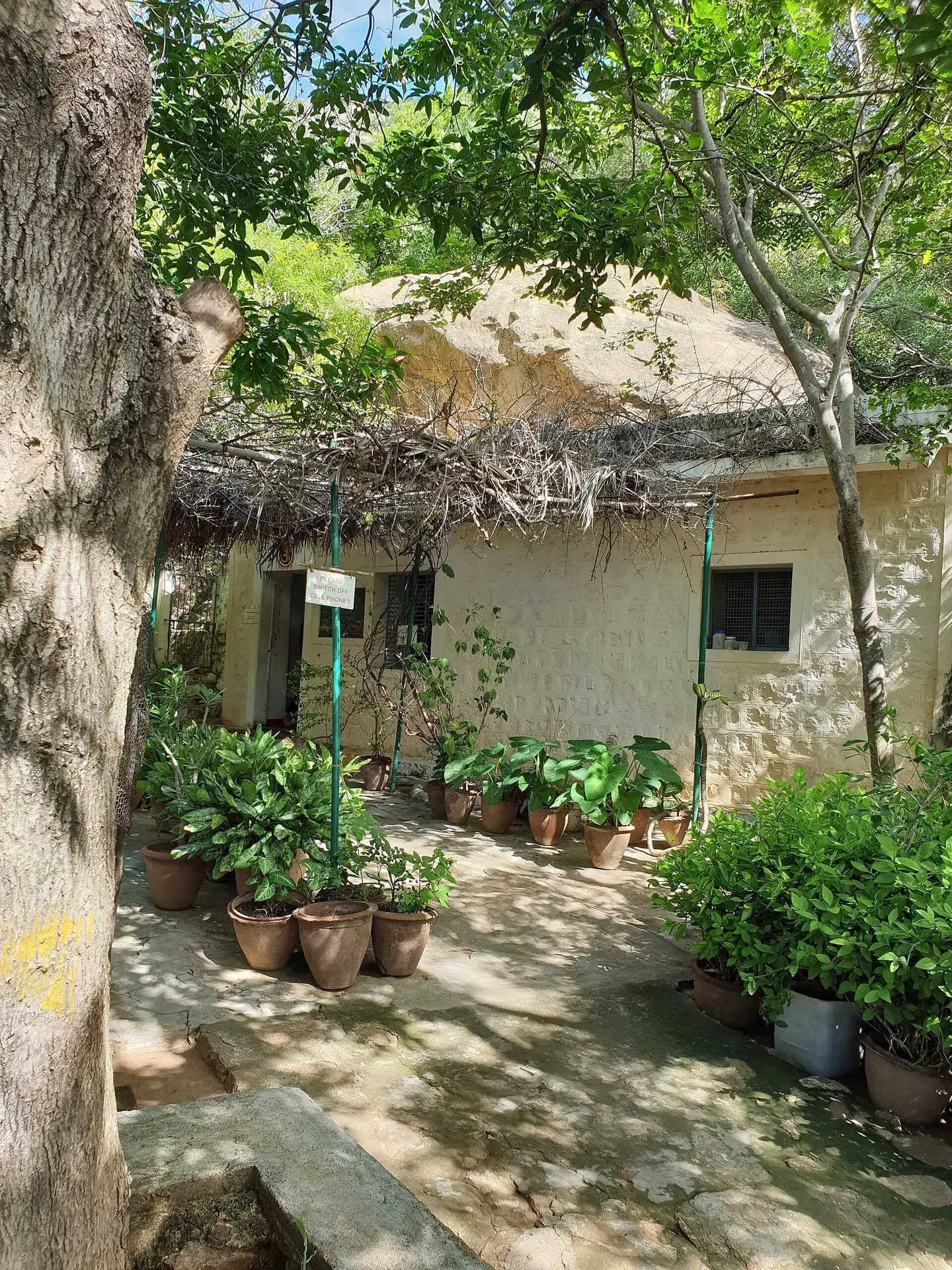 Virupaksha Cave on the slopes of Arunachala, shaded by trees with potted plants in the courtyard